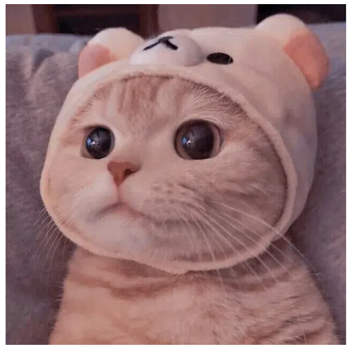 猫猫云 猫猫云(猫猫云机场) logo